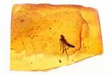 Detailed Fossil Leafhopper (Cicadellidae) In Baltic Amber #284645-1